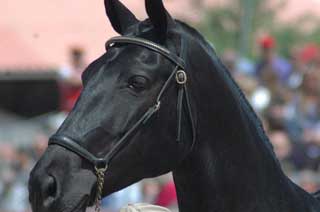 Cap de cavall menorquí | Cabeza de caballo menorquín | Menorquin horse head
