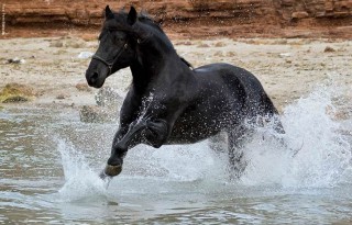 Fotografía ganadora del II Concurso fotográfico "Cavall de Raça Menorquina"