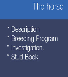 The horse, description, breeding program, research and stud book