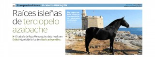 El Campo de Menorca_Caballo de Raza Menorquina