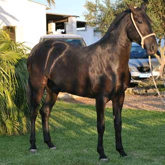 Caballo de Raza Menorquina en venta, Alma II