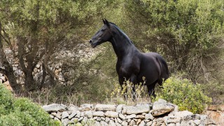 Tercer Premio: Curiosa. Miquel Llambias.