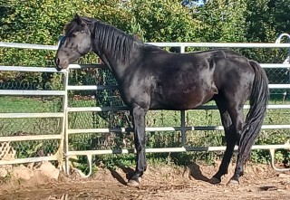 PRINCE DE KERBRAT